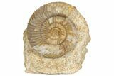 Jurassic Ammonite (Parkinsonia) - France #191705-1
